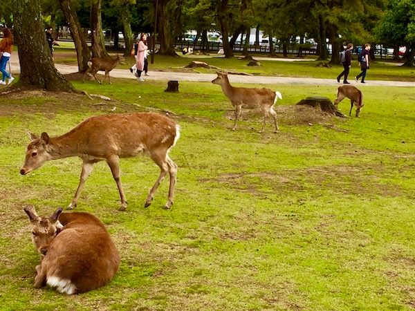 I cervi gironzolano liberi nel parco di Nara, Giappone