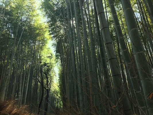 La foresta di bamboo a Kyoto zona Arashiyama