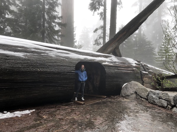 Sequoia national park una sequoia giagante caduta