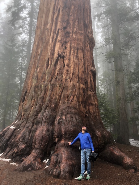 Sequoia National Park essere così piccolo a confronto