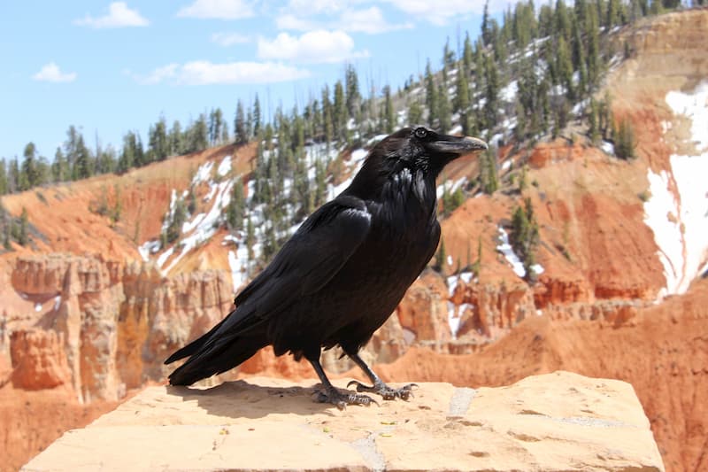 Un corvo del Bryce Canyon in posa presso l'Agua Canyon