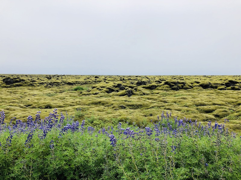 Skaftáreldahraun: campi di lava ricoperti di un soffice muschio