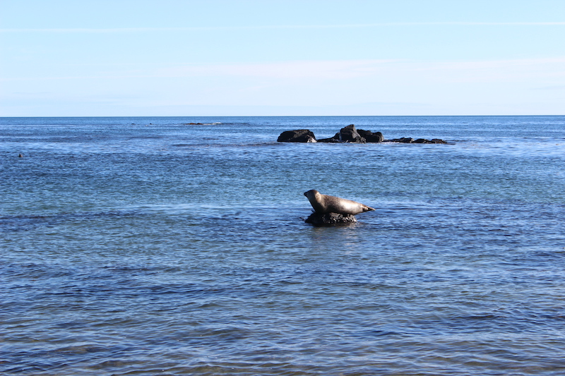 Una foca della spiaggia di Ytri Tunga