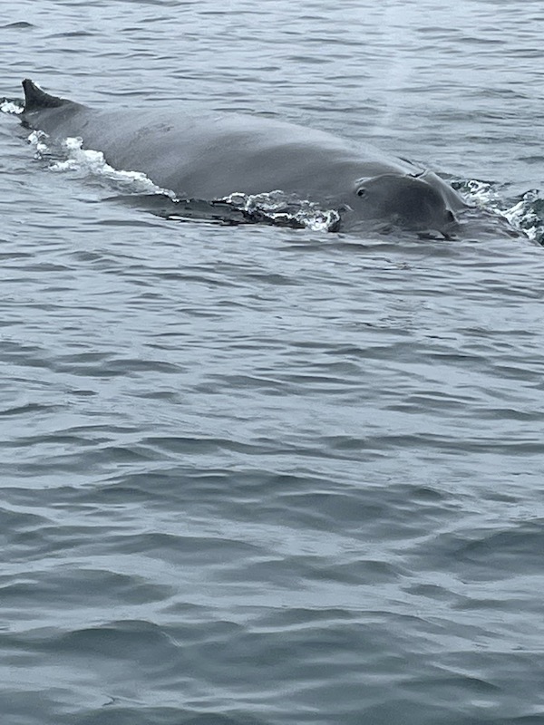 Avvistamento balena a Dalvik