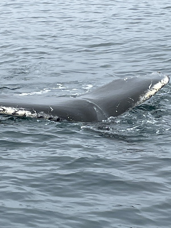 Balena nella zona di Dalvik