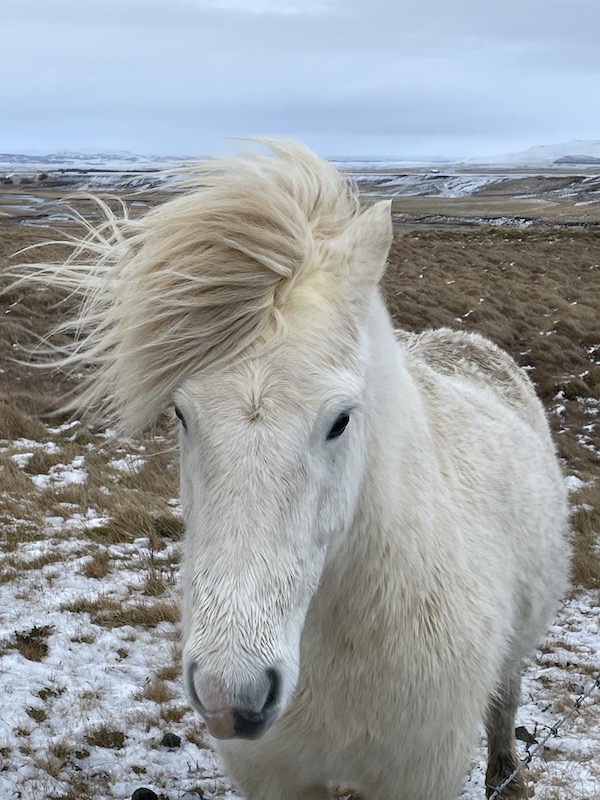 Cavallo bianco islandese con il suo manto invernale