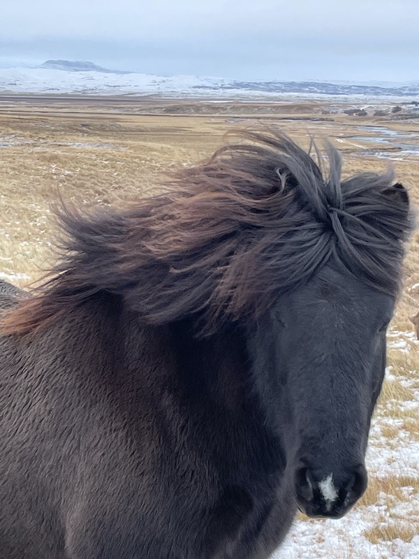 Cavallo nero islandese con il suo manto invernale